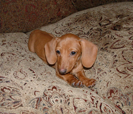 cutest puppy ever